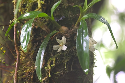 Dendrobium prasinum observed 2025-08-05