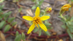 Pectis multiflosculosa