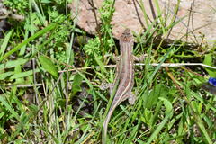 Sceloporus brownorum
