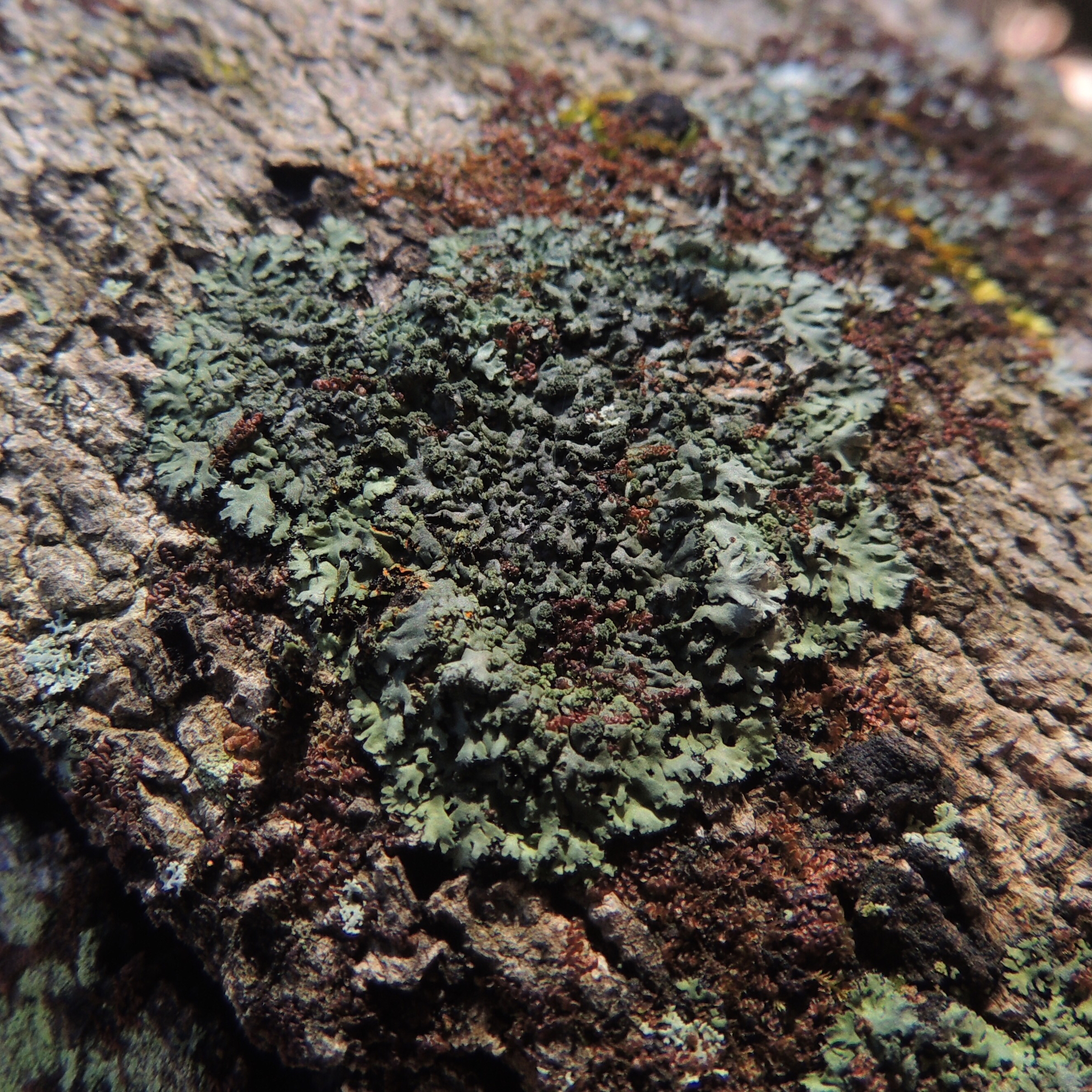 Phaeophyscia rubropulchra image