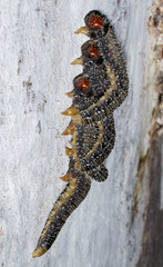 Perga dorsalis