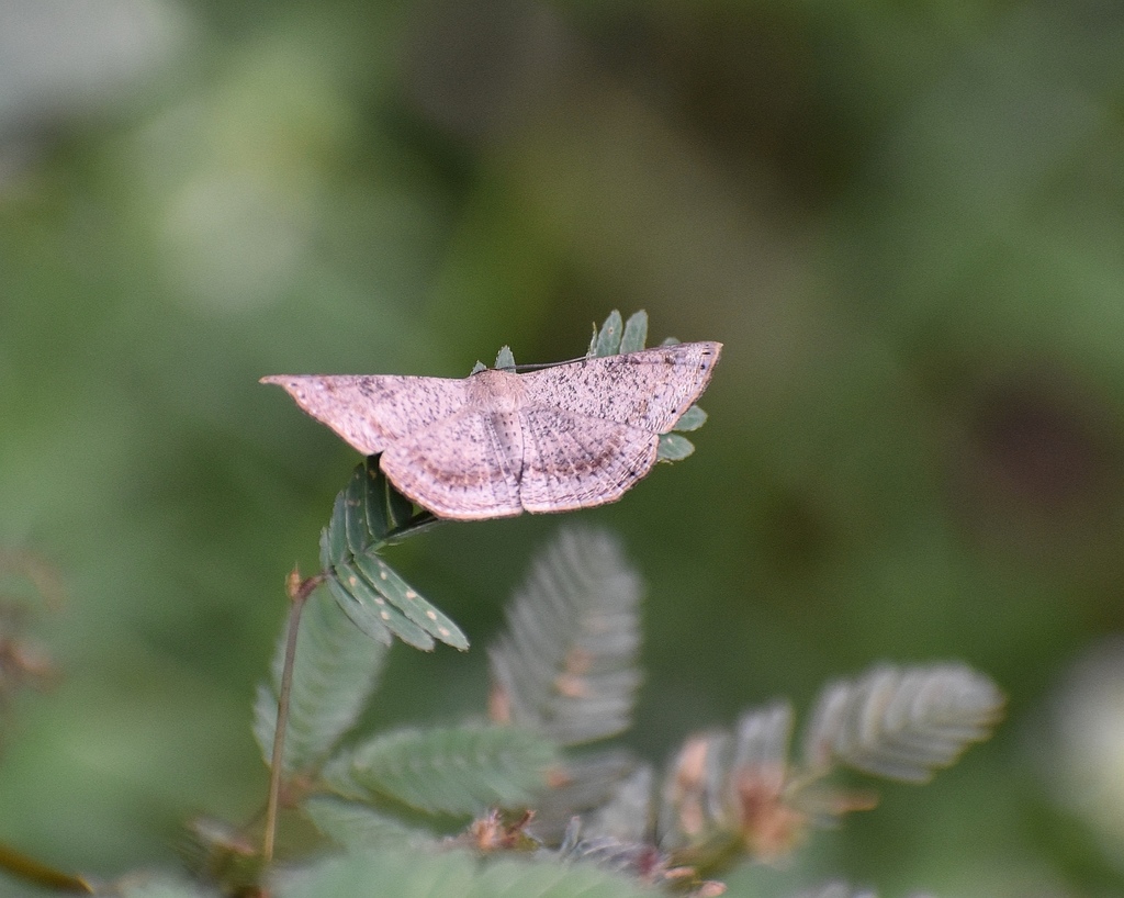 Molybdophora concinnaria