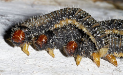 Perga dorsalis