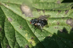 Epicampocera succincta