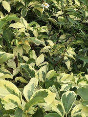 Heptapleurum ellipticum