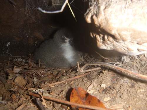 Pterodroma phaeopygia observed 2025-08-13