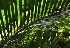 Bactris major