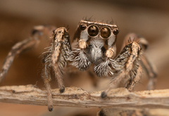 Habronattus formosus