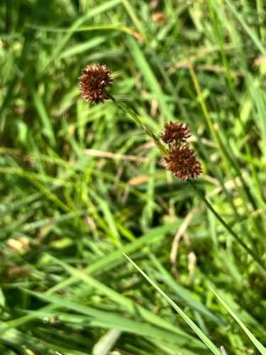 bolander's rush (Juncus bolanderi)