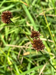 Juncus bolanderi, photograph (c) Aaron Liston, some rights reserved (CC BY)