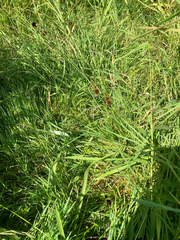 Juncus bolanderi, photograph (c) Aaron Liston, some rights reserved (CC BY)