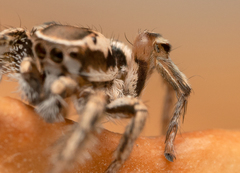 Habronattus formosus