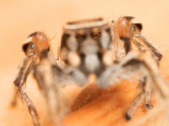 Habronattus formosus