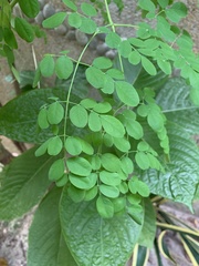 Moringa