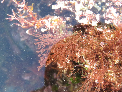 Centroceras clavulatum