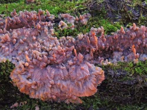 Spindulinis Raukšliagrybis nuotrauka