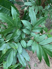 Dimocarpus