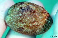 Bulla vernicosa