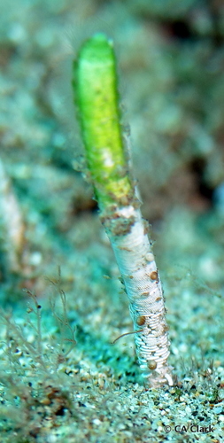 Neomeris annulata observed 2019-10-18