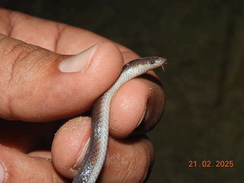 Photo of a Downs' Earth Snake (Geophis immaculatus)