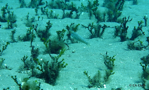 Halimeda kanaloana observed 2019-10-18