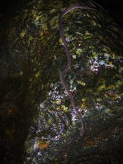 Xenodermus javanicus