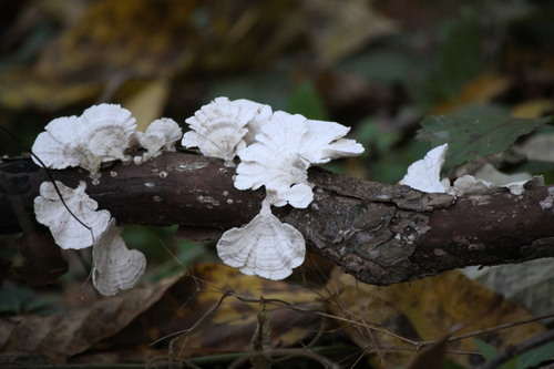 little nest polypore (Trametes conchifer)