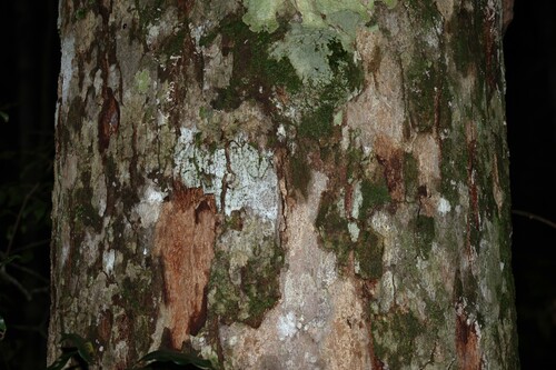 Brown Cudgerie (Canarium australasicum)