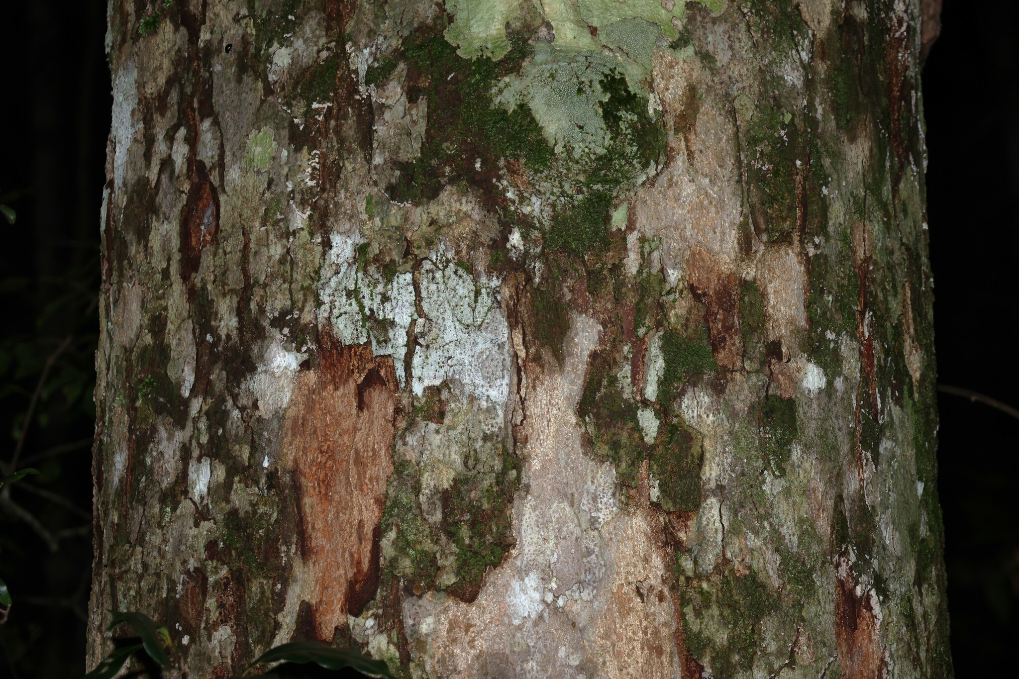 Brown Cudgerie (Canarium australasicum)