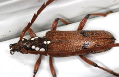 Strongylurus thoracicus