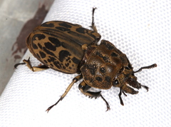 Ryssonotus nebulosus