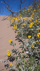 Senecio crassiflorus