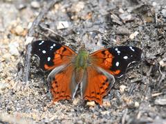 Hypanartia trimaculata
