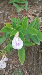Clitoria