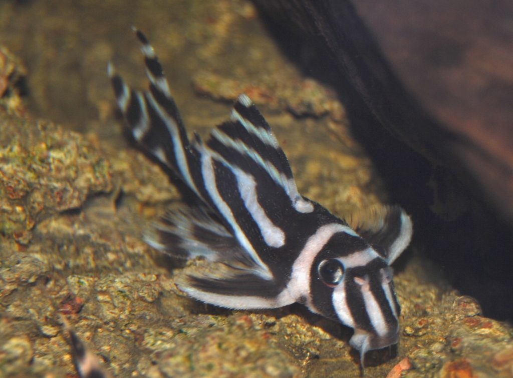Pléco zébré (L046) (Hypancistrus zebra)