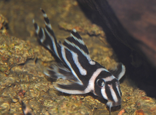 Wild Pleco in Florida