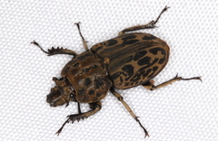 Ryssonotus nebulosus