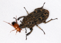 Ryssonotus nebulosus