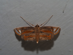 Eoophyla gibbosalis