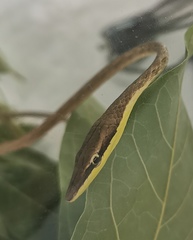 Oxybelis rutherfordi