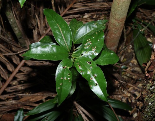 pepperwood (Cinnamomum baileyanum)