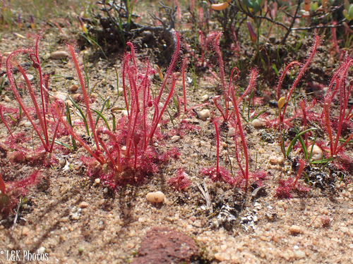 Drosera alba