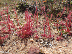 Drosera alba