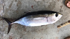 Thunnus atlanticus