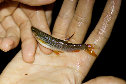 Threadfin pyrrhulina (Pyrrhulina filamentosa) — Lebiasinidae — 2