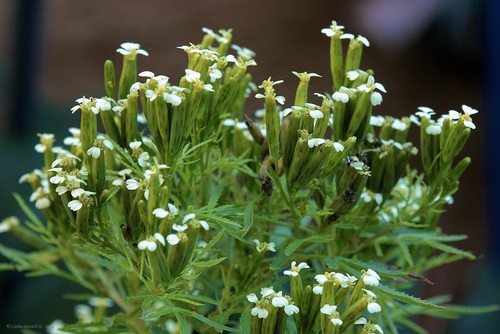 wild marigold