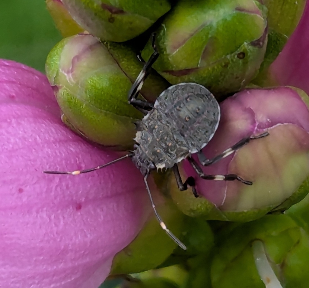 Bugs In Wisconsin Brown Marmorated Stink Bug from West Bend, WI, USA on August 24, 2025 ...