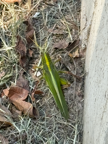 Large Green Grasshopper