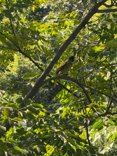 Collared Finchbill