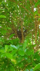 Anthochaera carunculata
